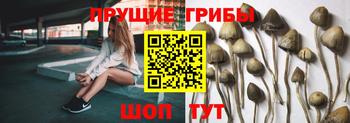 Галлюциногенные грибы Psilocybe Моршанск